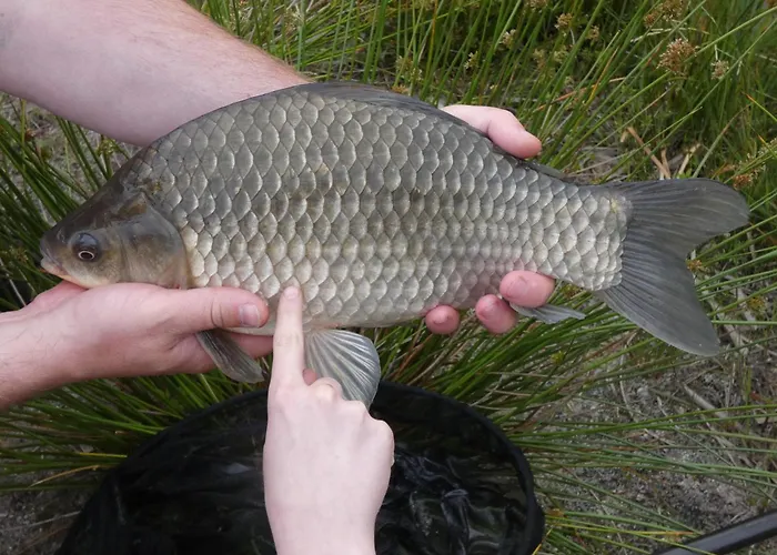 Agroturismo Apartamenty, Domki, Wedkowanie *